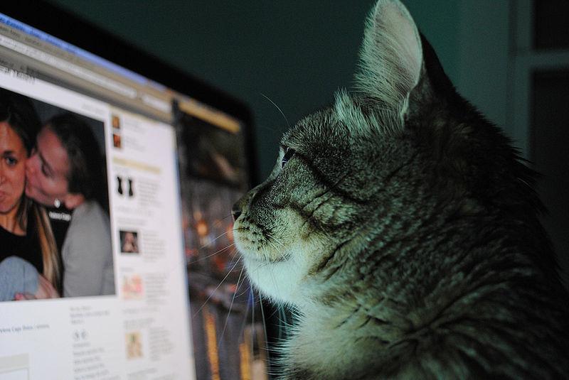 A furry friend stays  current by checking his News Feed. Facebook recently released  Paper, an as-of-now iPhone-exclusive app that hopes to refresh  the traditional  Facebook layout  for mobile users.  (Photo/Wikimedia  Commons)