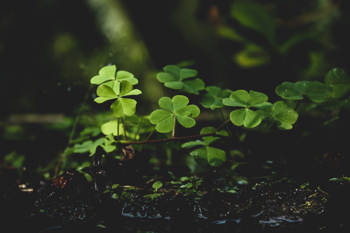 Photo by Sudipta  Mondal on Pexels.com