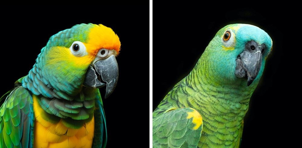 Photo // Streamline - 
WHICH BIRD IS AI? As AI advances, it can be extremely difficult to tell the difference between real and generated images.
