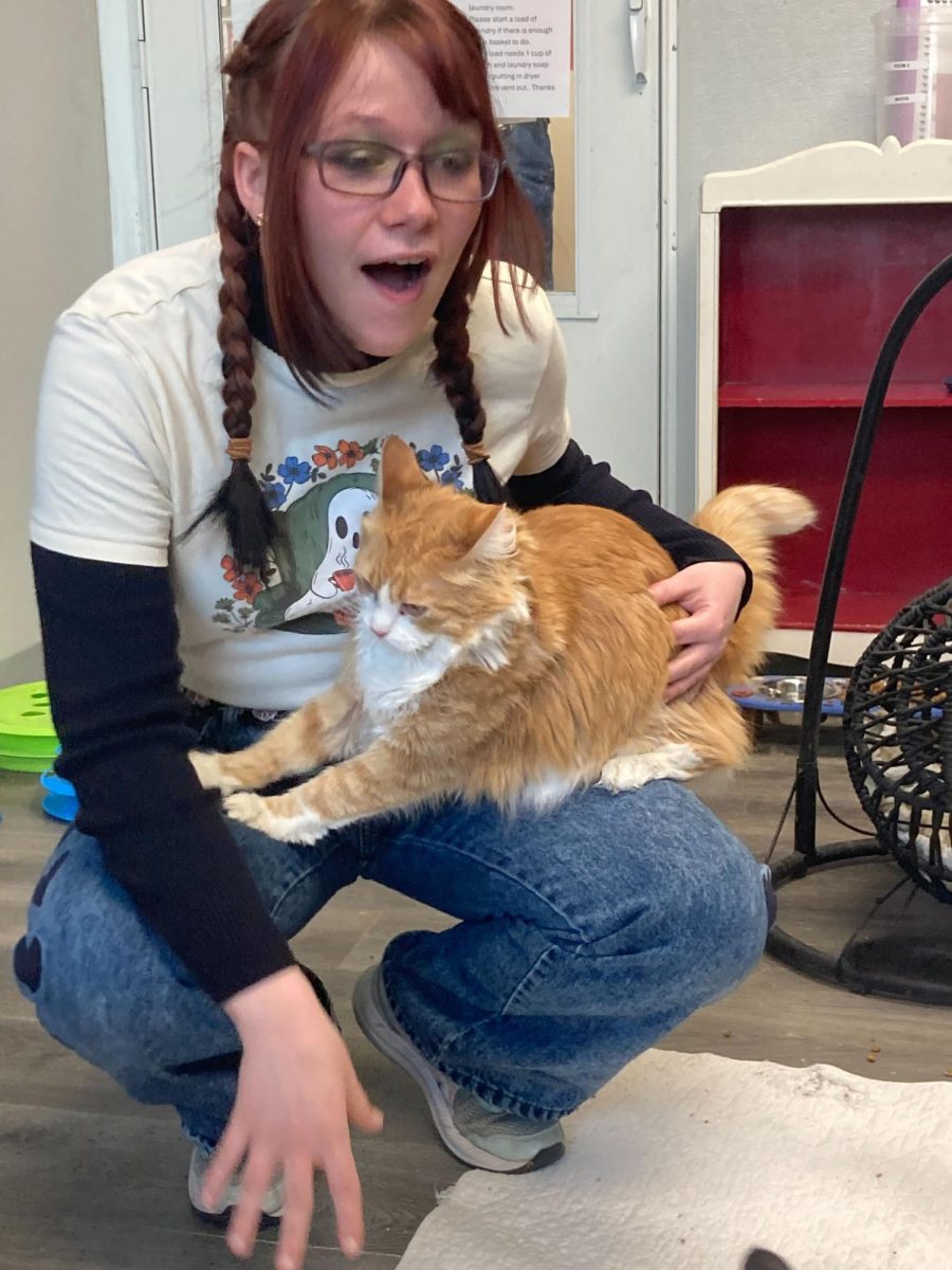 Cato // All 4 Animals Rescue - 
OOO MY SCRATCHING POST NOW GIVES ME PETS. Cato will jump on any available lap and scratch your shoes/pants. She does this out of love, but it can still hurt.

