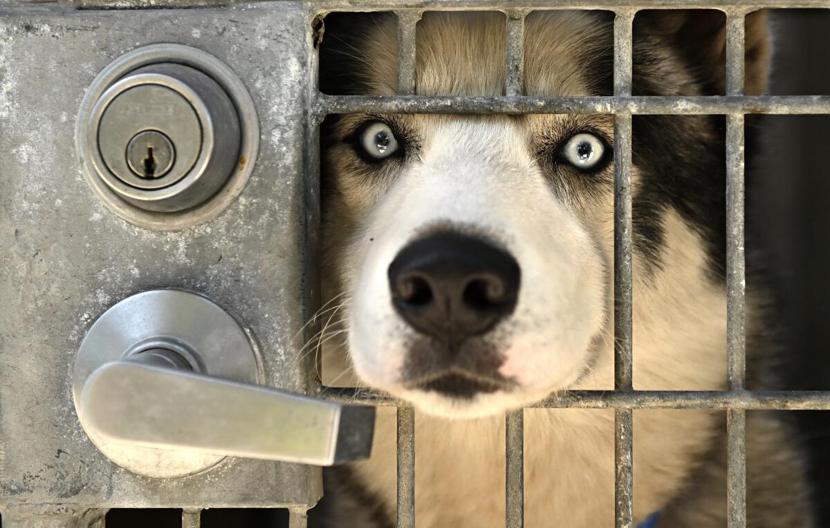 Photo // LA Times - 
LEFT BEHIND. In cities most affected by immigration raids, detention and deportation, animal shelters have seen an influx of surrendered pets with no remaining caretakers.

